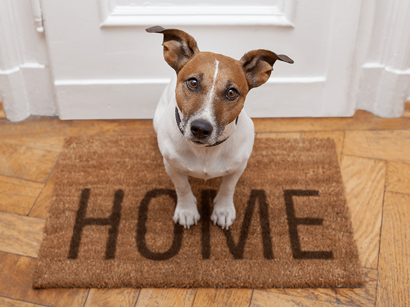 dog sitting on "Home" door mat