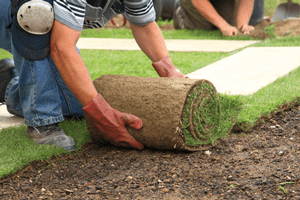 Professional landscaping - Landscaper laying sod in a yard. 
