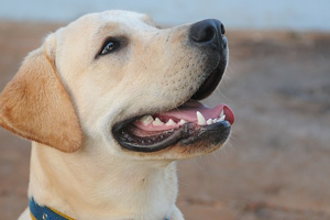 Smiling dog is an example of pet safety. 