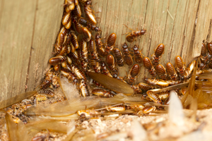 Termites easting away at a piece of wood. 