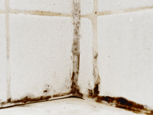 steps to prevent bathroom mold growth