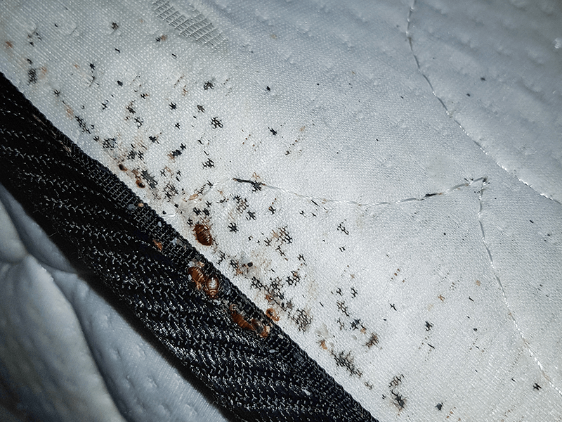 bed bugs on the side of the mattress