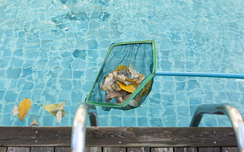 scooping leaves out of a residential pool