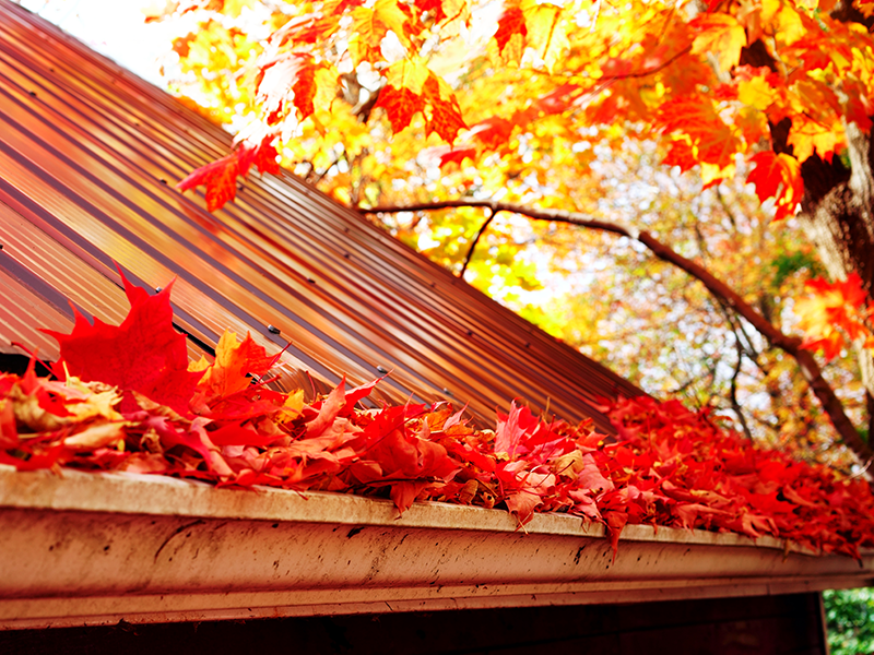 beautiful orange and red leaves in a gutter of a house